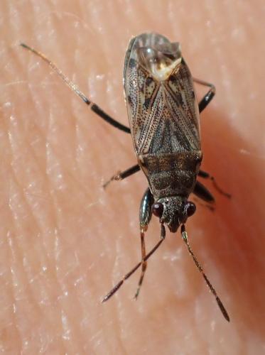Réf. 192 986 : Peritrechus gracilicornis